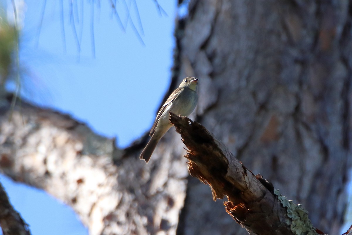 Eastern Wood-Pewee - ML643964194