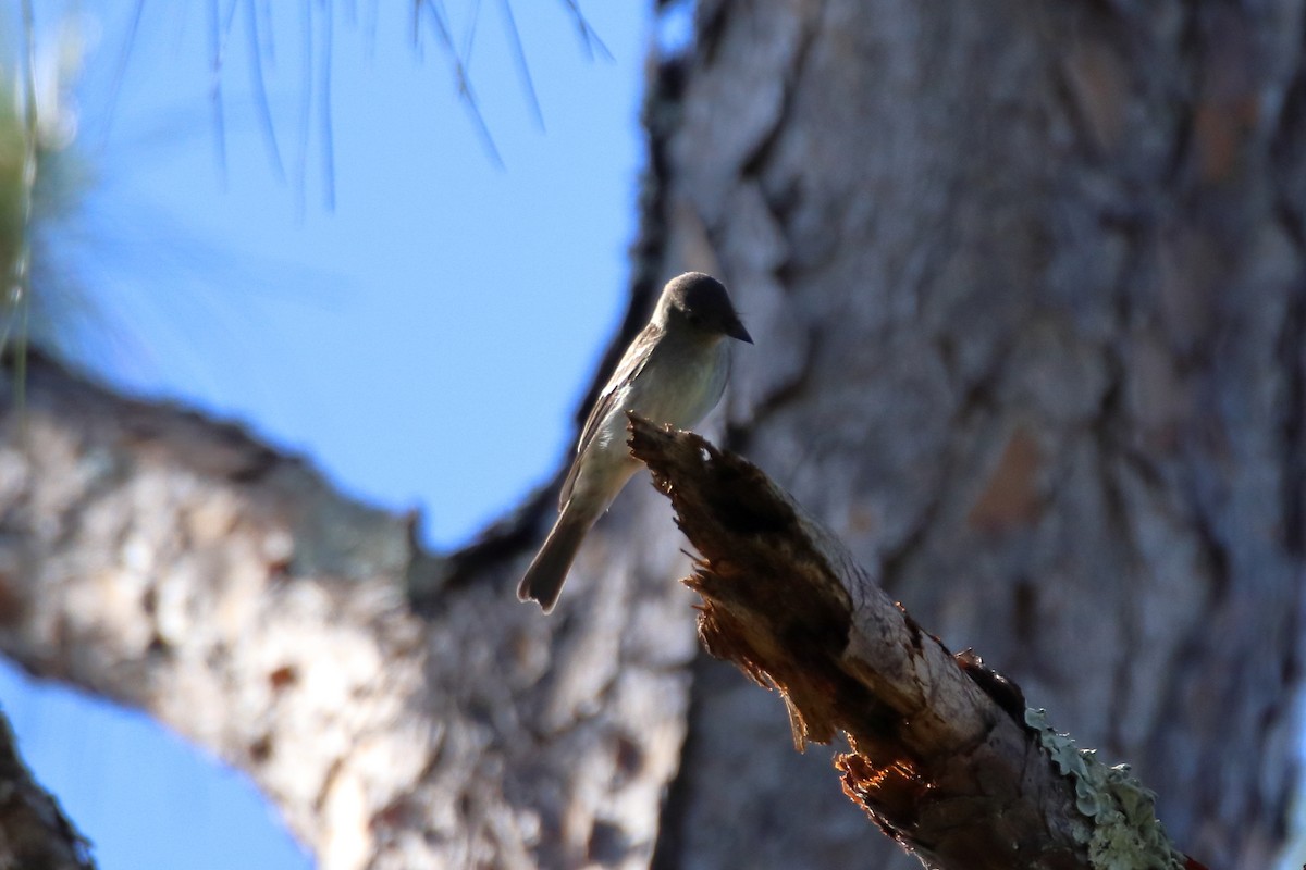 Eastern Wood-Pewee - ML643964196