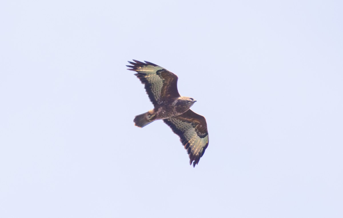 Common Buzzard (Steppe) - ML643964199