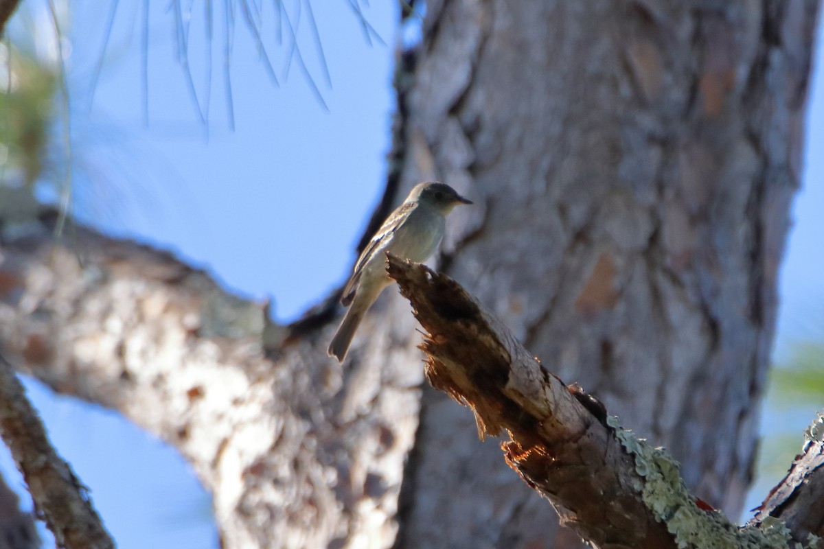 Eastern Wood-Pewee - ML643964200
