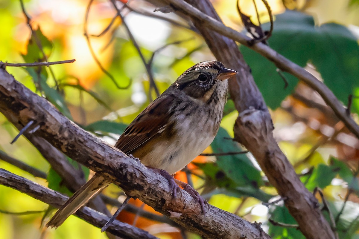 Swamp Sparrow - ML643964216