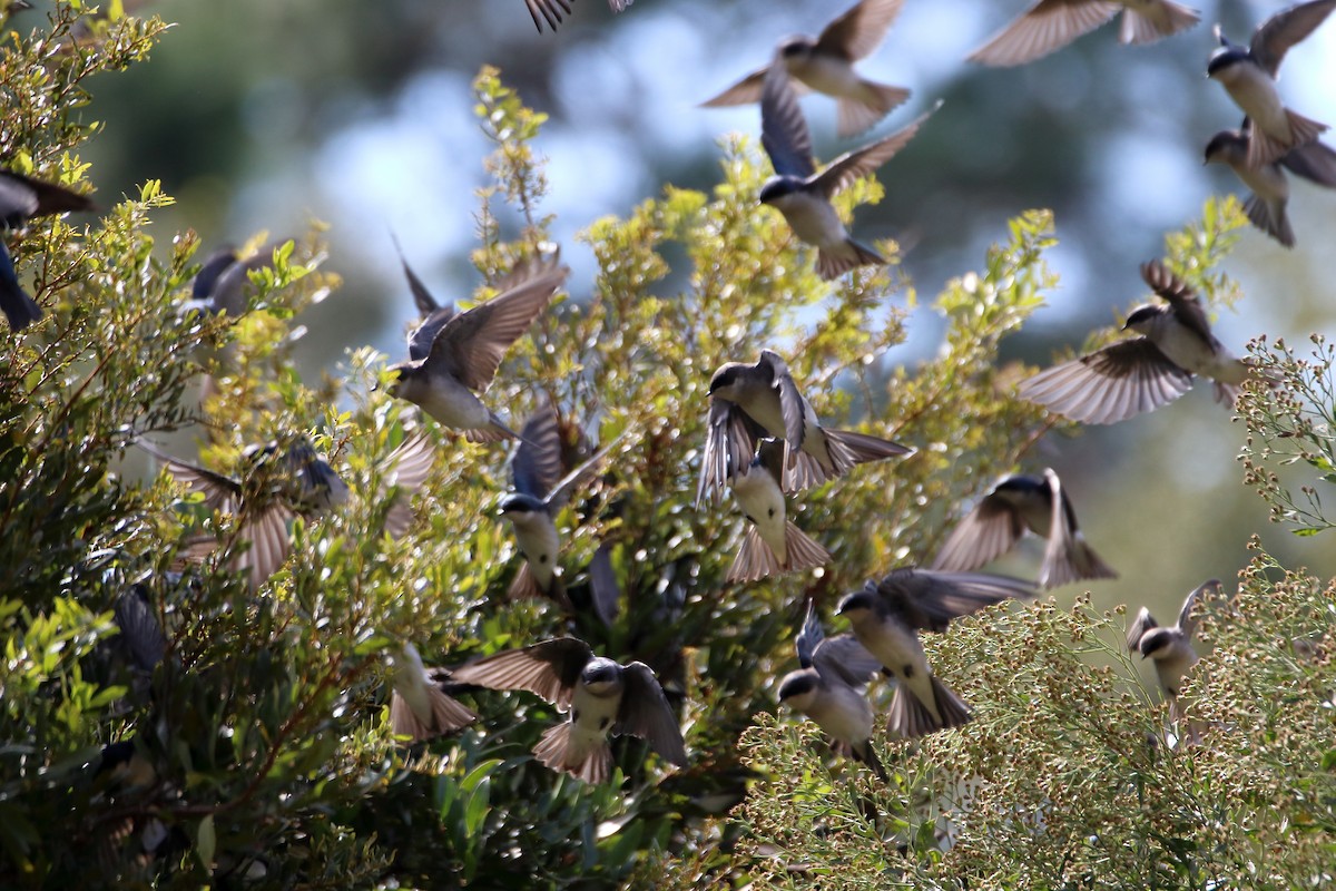 Tree Swallow - ML643964229