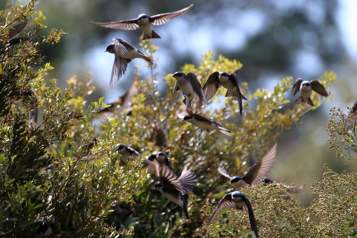 Tree Swallow - ML643964231