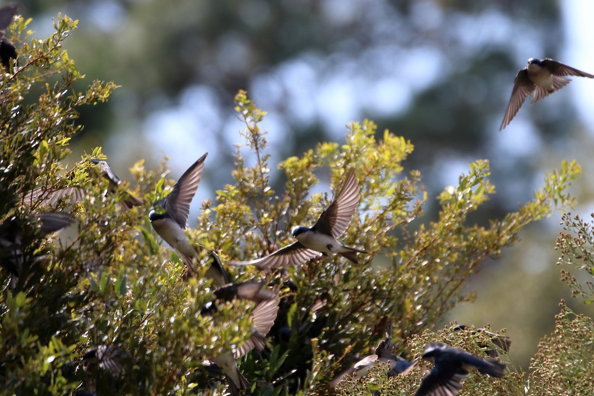 Tree Swallow - ML643964236
