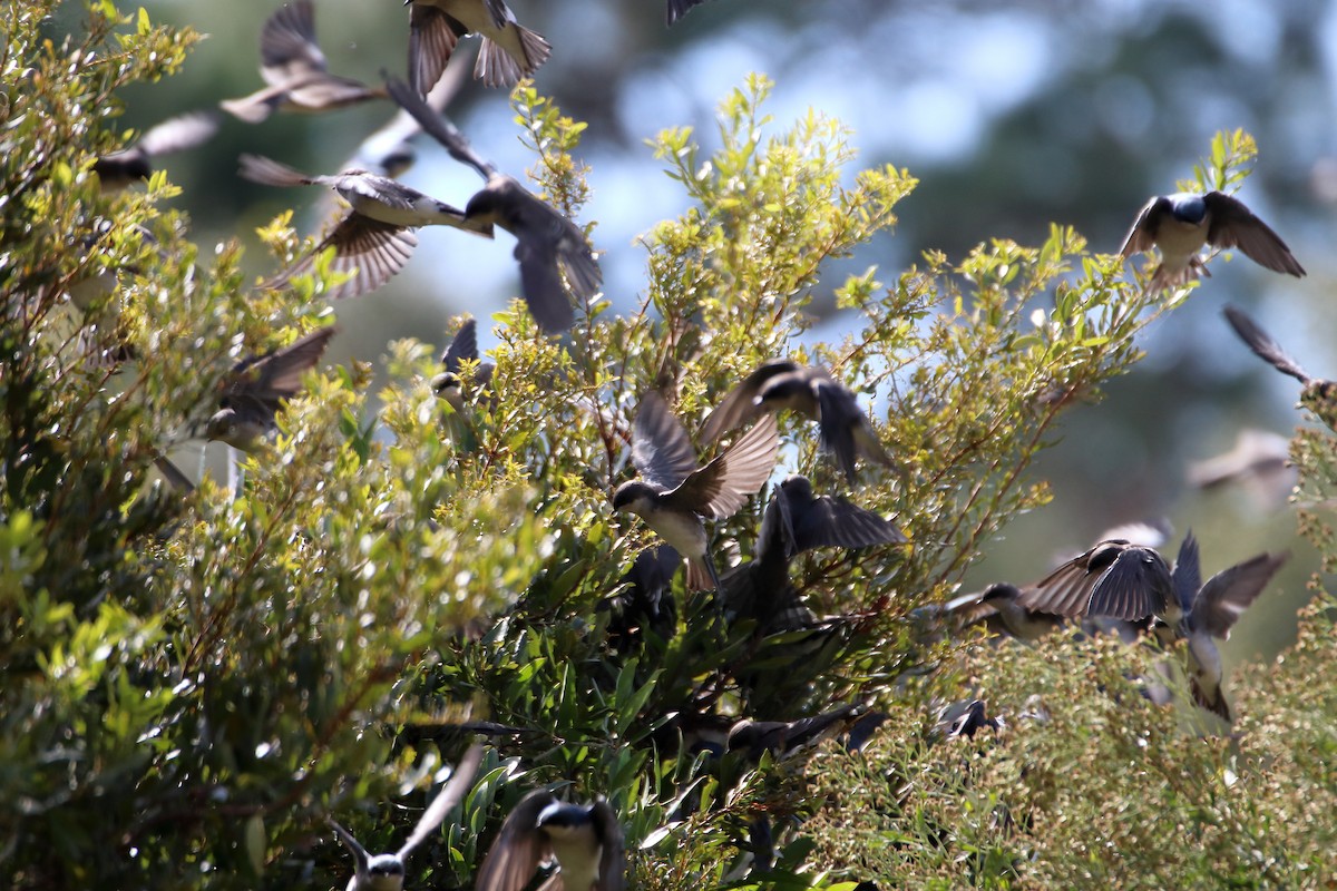 Tree Swallow - ML643964239