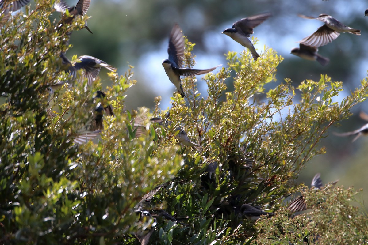 Tree Swallow - ML643964241