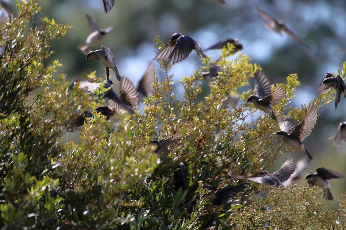 Tree Swallow - ML643964243