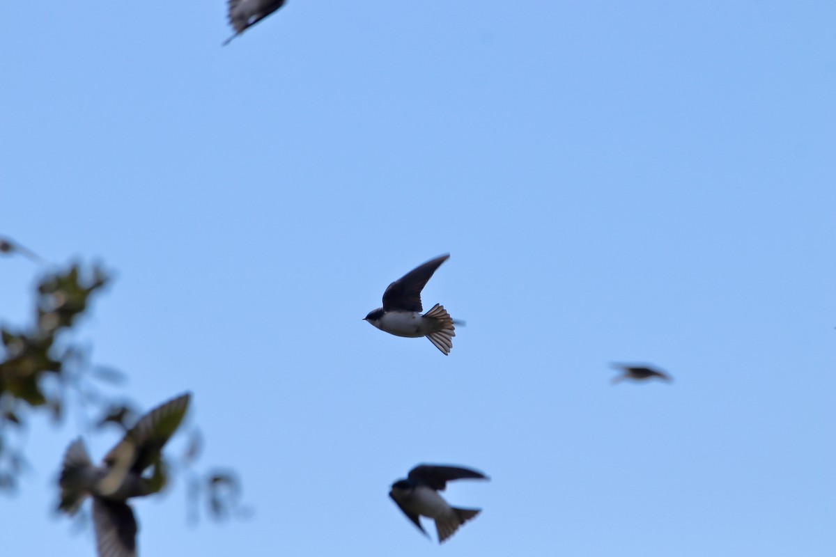 Tree Swallow - ML643964245