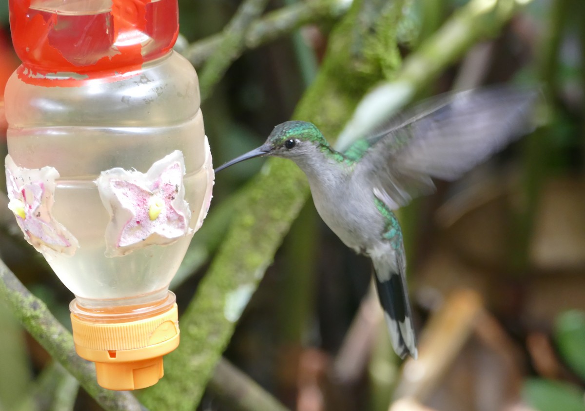 Gray-breasted Sabrewing (obscurus) - ML643964246