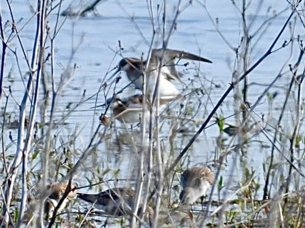 Wilson's Phalarope - ML643964247