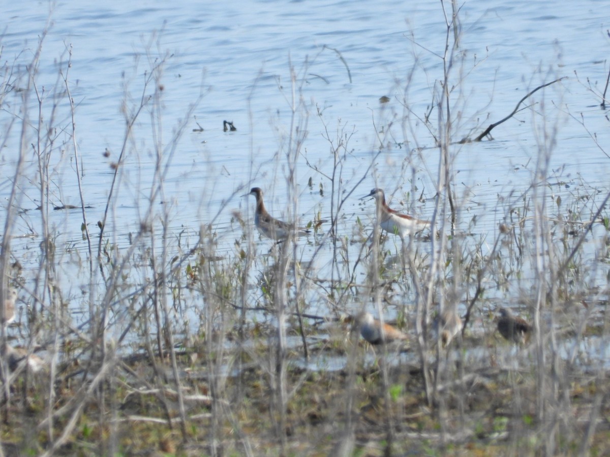 Wilson's Phalarope - ML643964248