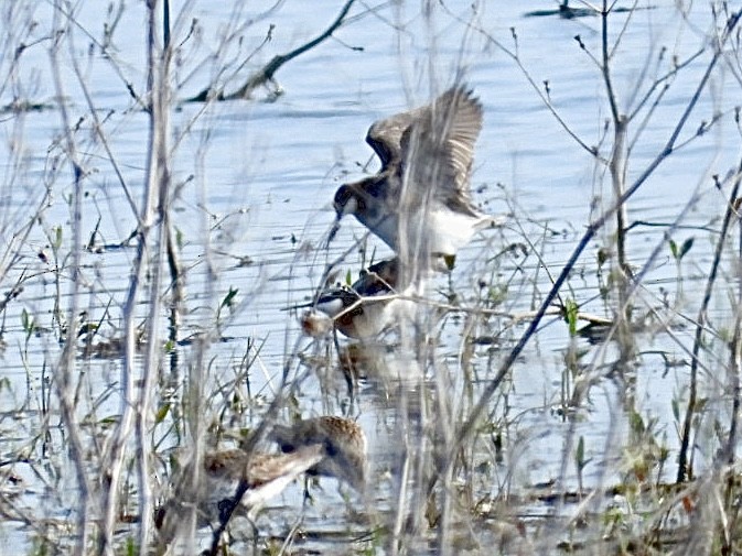 Wilson's Phalarope - ML643964249