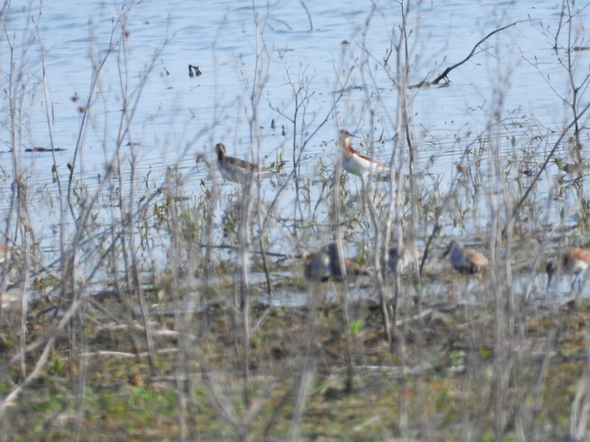 Wilson's Phalarope - ML643964250