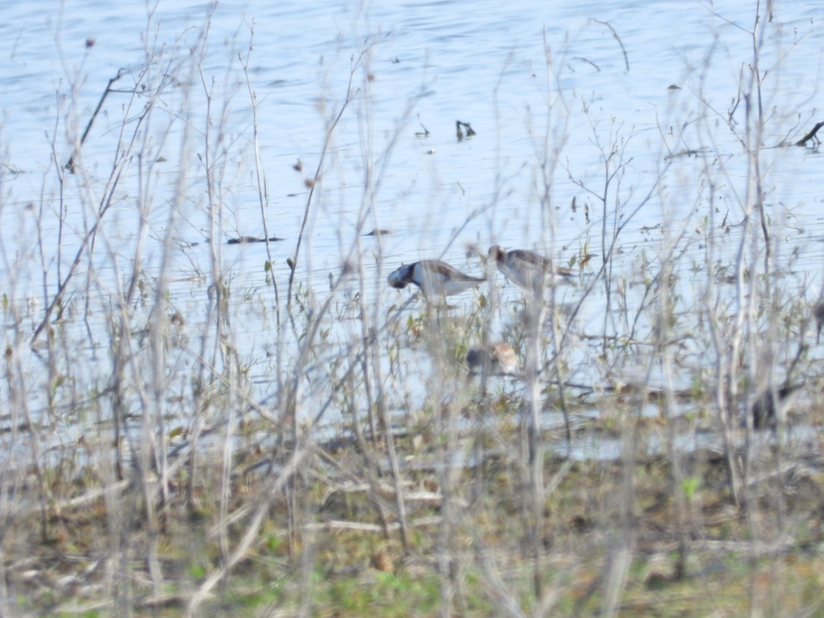 Wilson's Phalarope - ML643964251