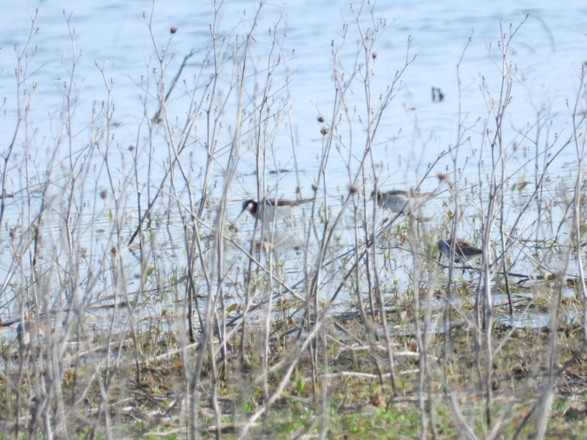 Wilson's Phalarope - ML643964252