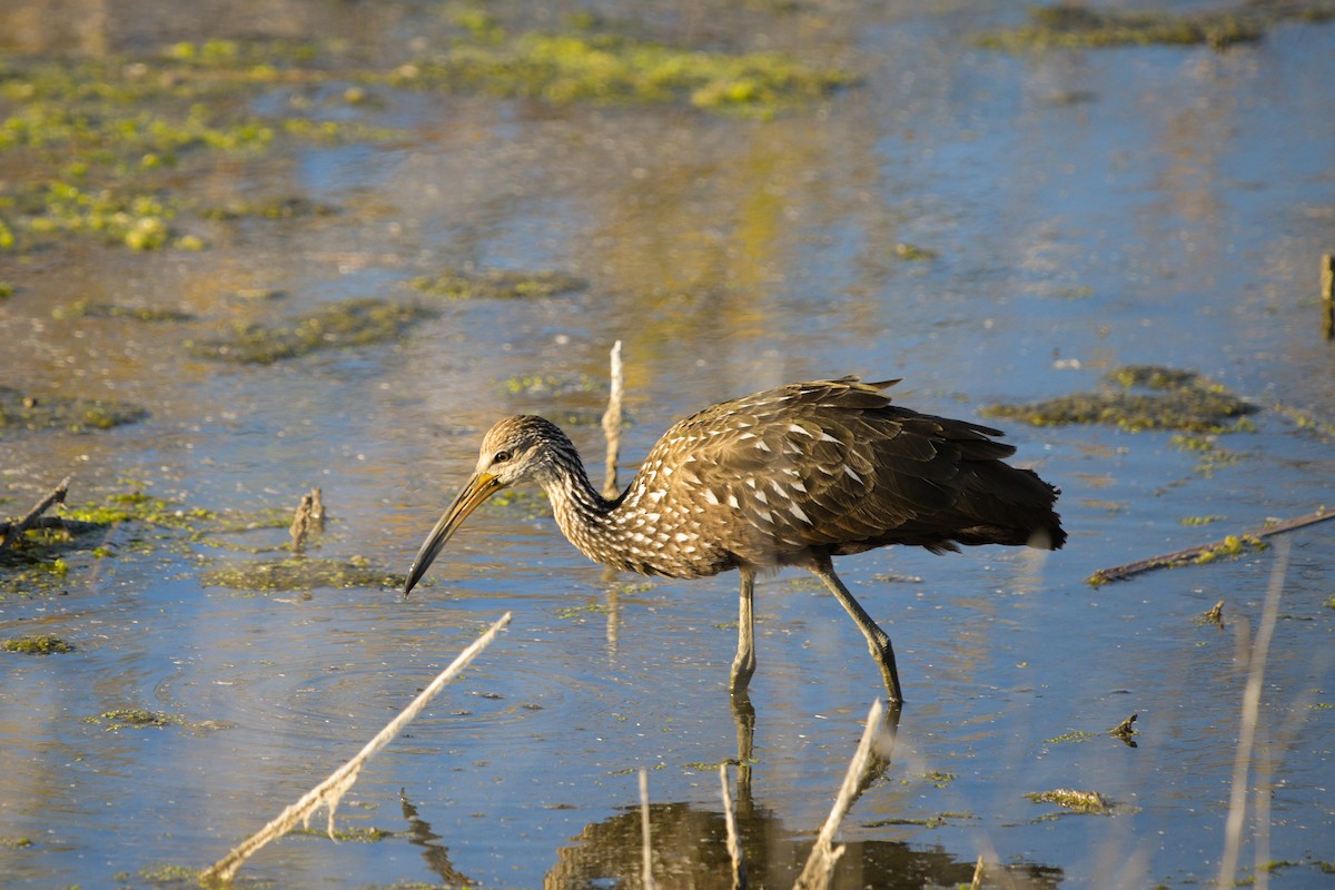 Limpkin - ML643964253