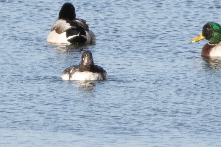 Barrow's Goldeneye - ML643964254