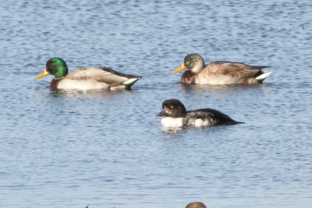 Barrow's Goldeneye - ML643964255