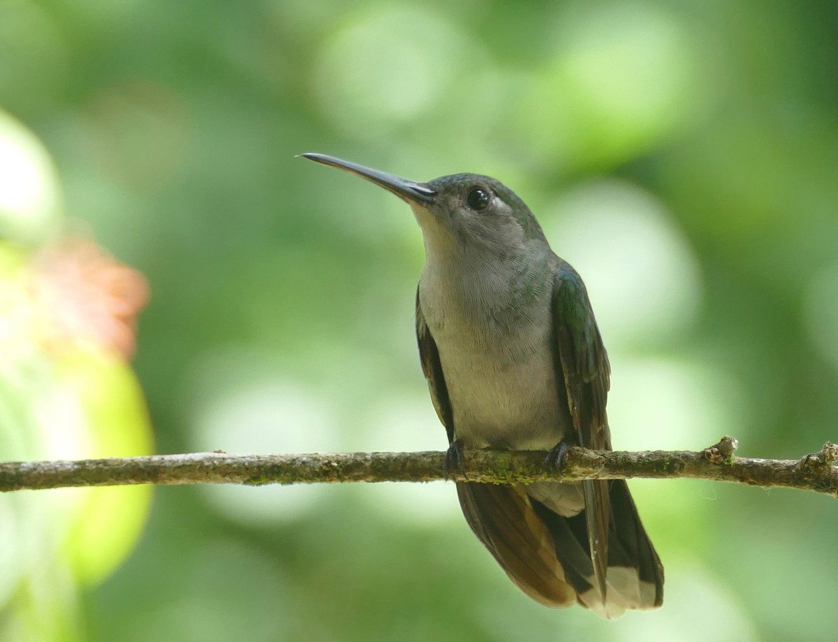 Gray-breasted Sabrewing (obscurus) - ML643964263