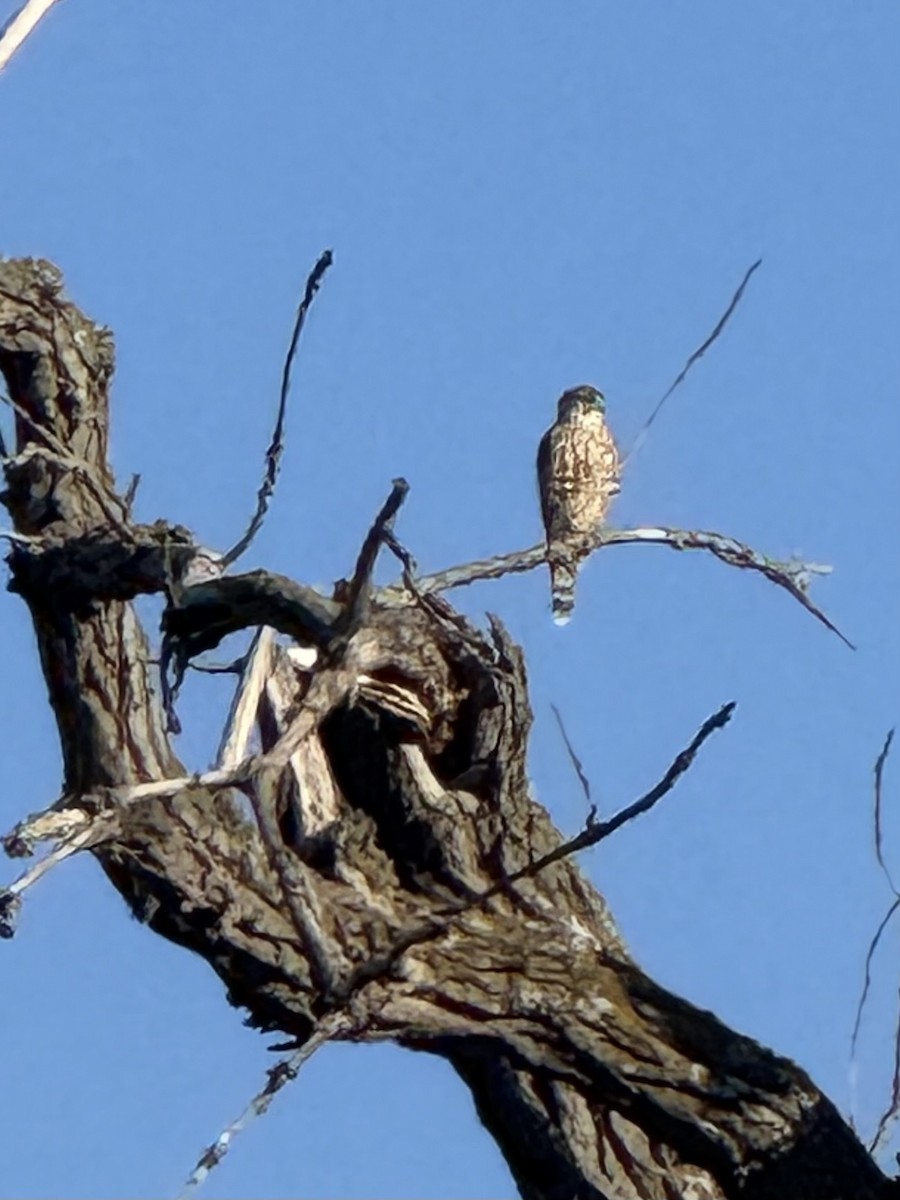 コチョウゲンボウ - ML643964273