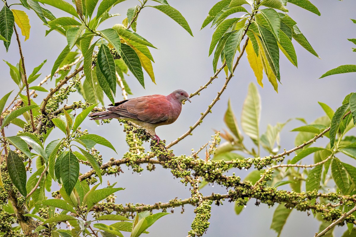 Pale-vented Pigeon - ML643964279