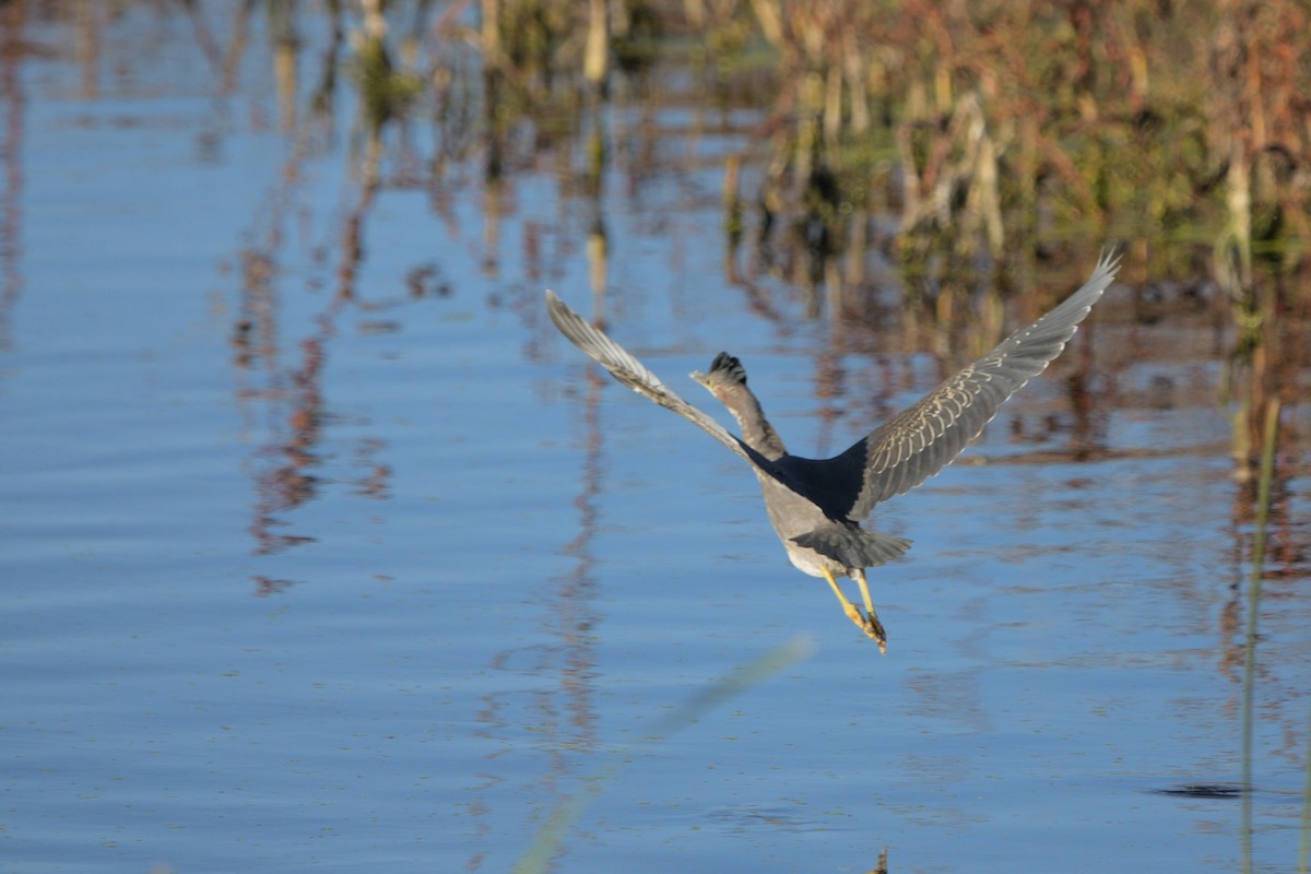 Green Heron - ML643964282
