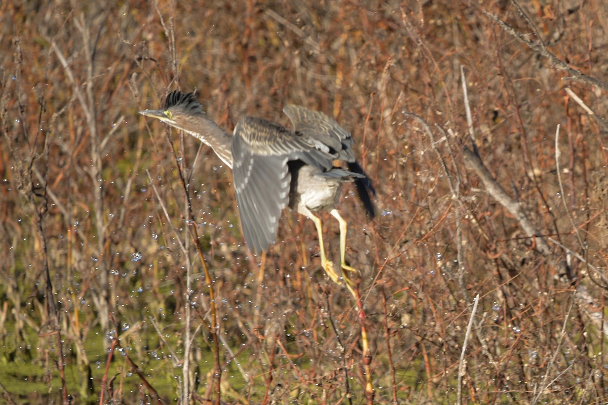 Green Heron - ML643964283