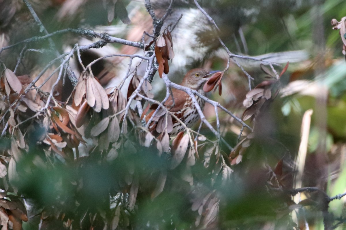 brunspottefugl - ML643964306