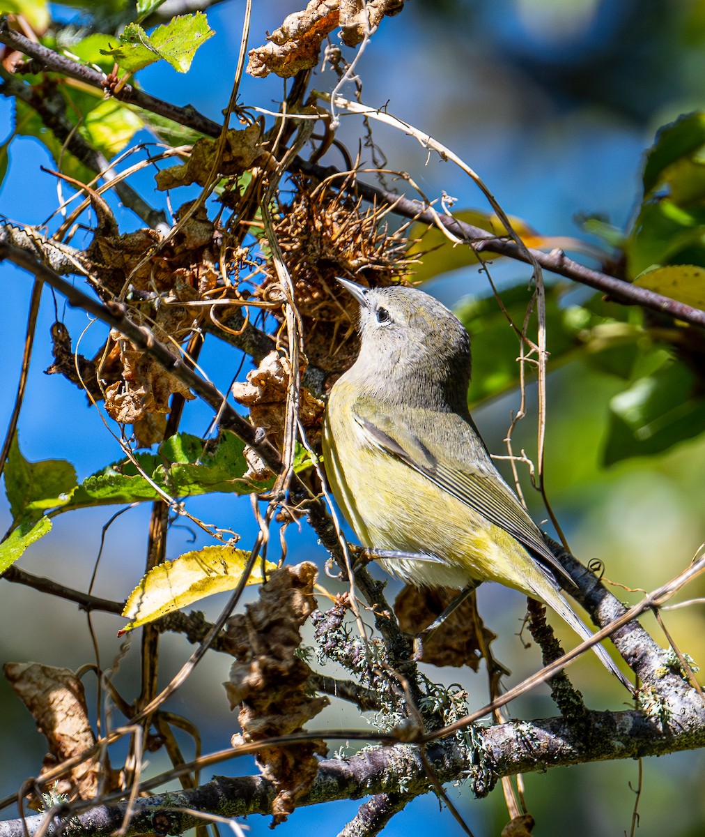 Orange-crowned Warbler - ML643964336