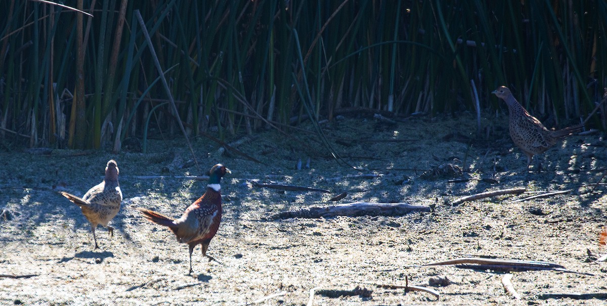 Ring-necked Pheasant - ML643964339