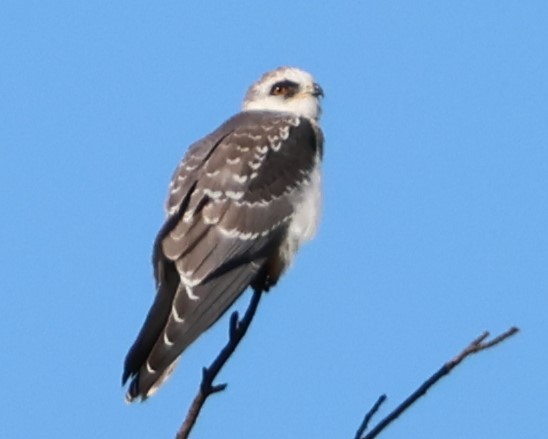White-tailed Kite - ML643964343