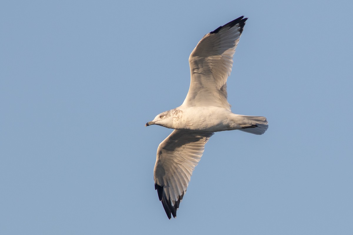Ring-billed Gull - ML643964347