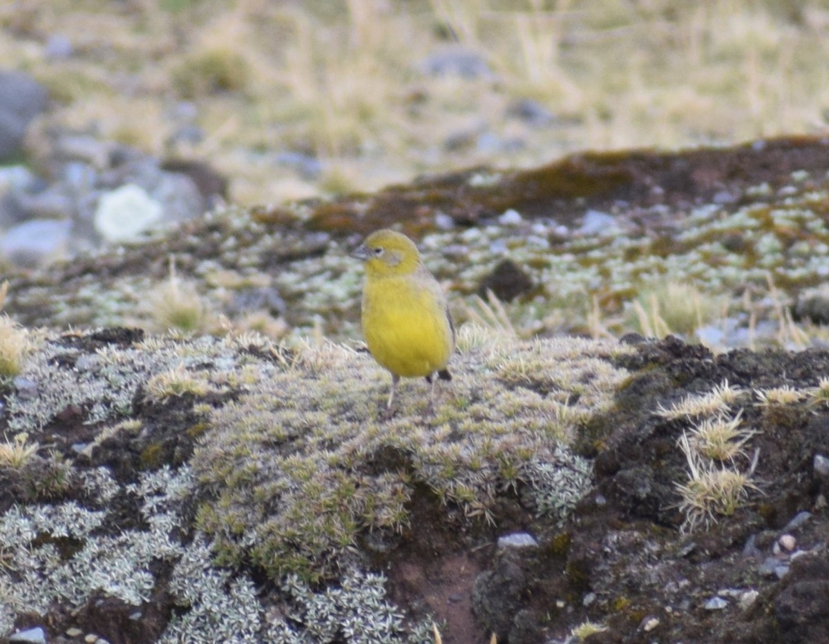 Bright-rumped Yellow-Finch - ML643964359