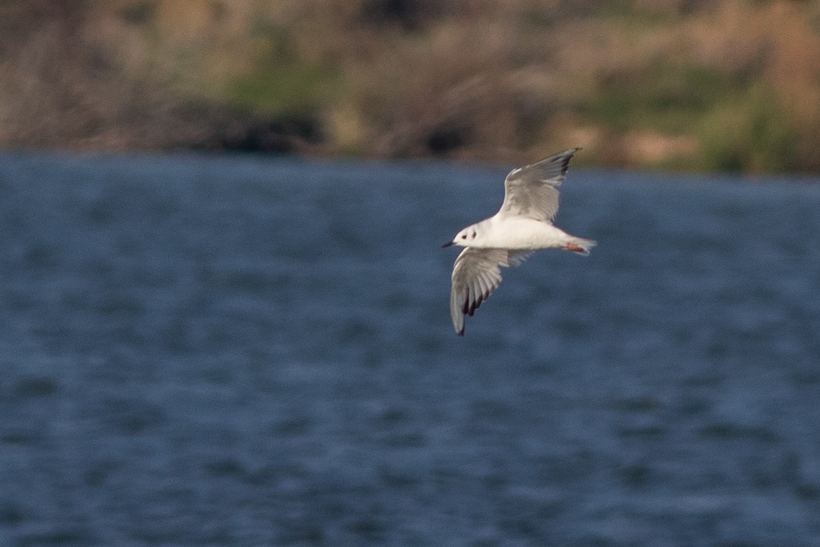 Bonaparte's Gull - ML643964374