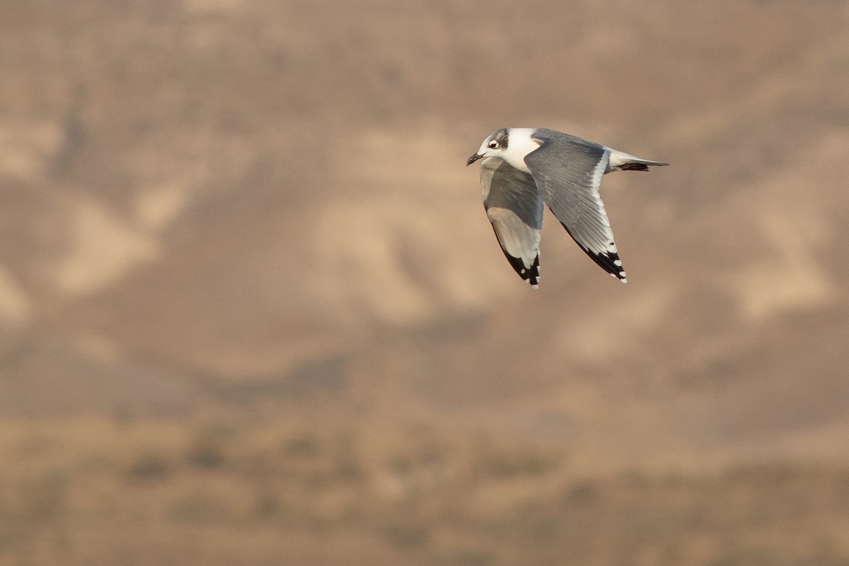 Franklin's Gull - ML643964379