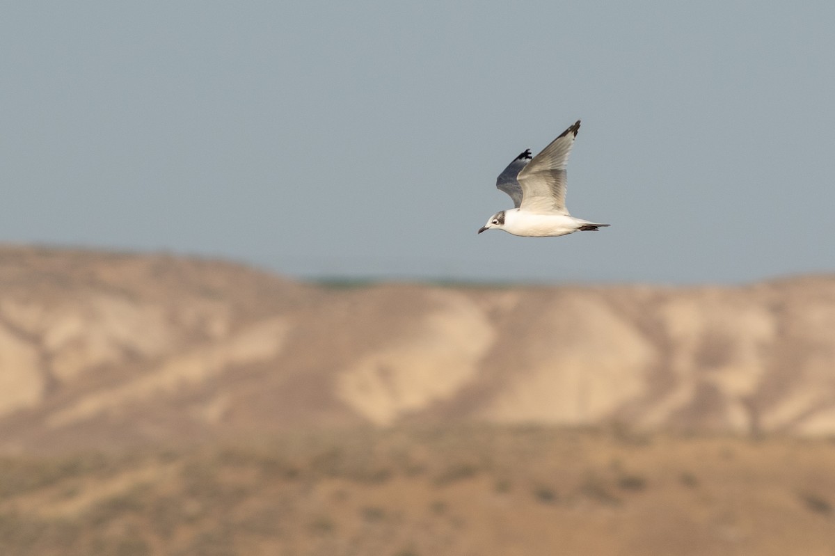 Franklin's Gull - ML643964380