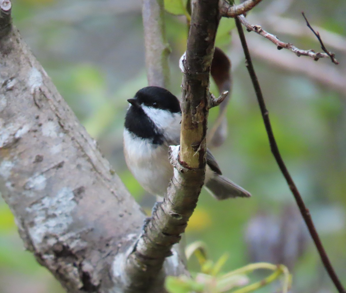 Black-capped Chickadee - ML643964401