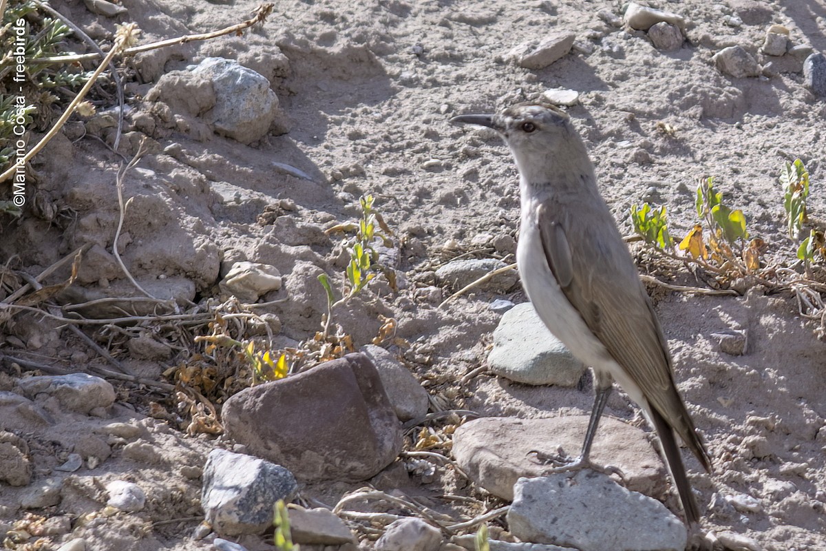 Чернолобая дормилона - ML643964407
