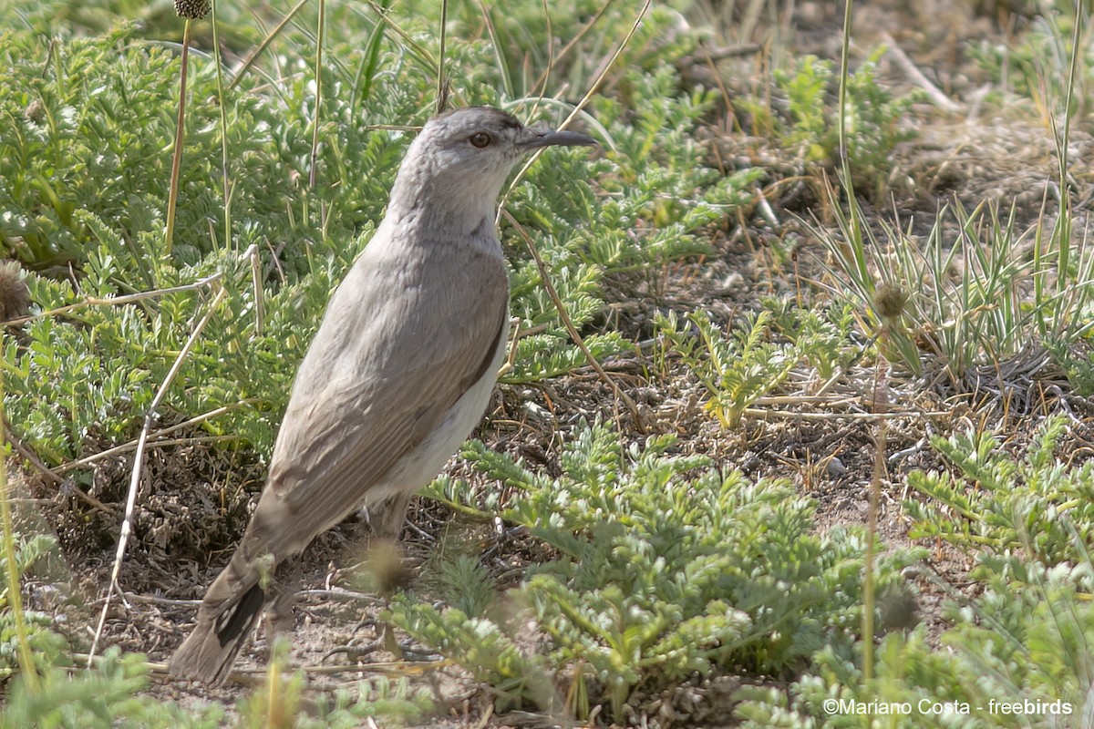 Чернолобая дормилона - ML643964408