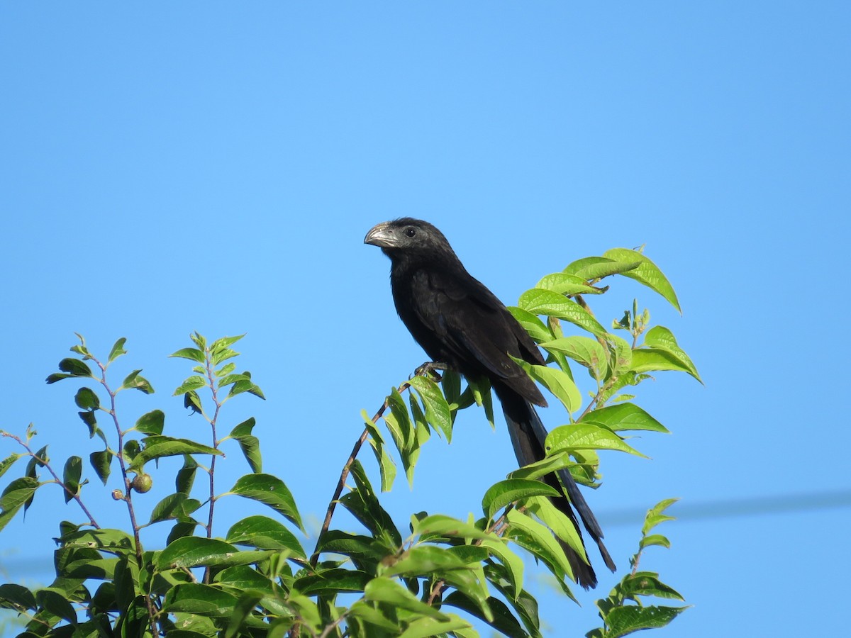 Groove-billed Ani - ML64396441