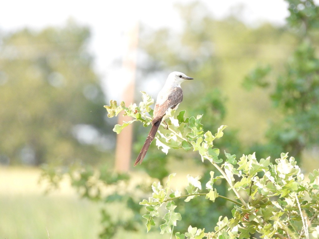 Scissor-tailed Flycatcher - ML643964436