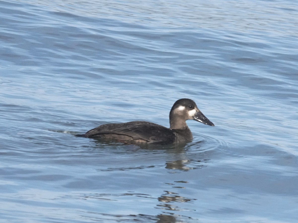 Surf Scoter - ML643964438