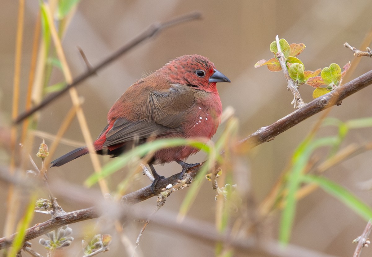 African Firefinch - ML643964440