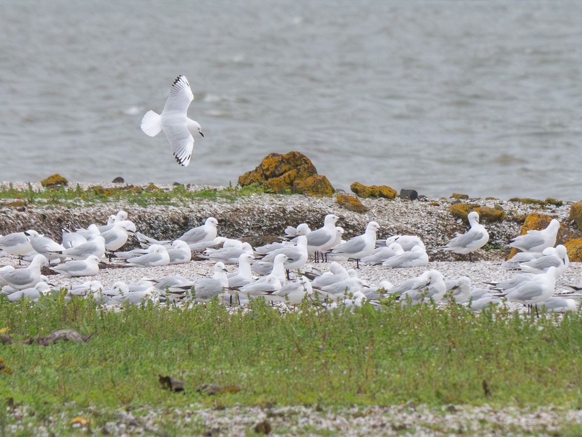 Маорийская чайка - ML643964447