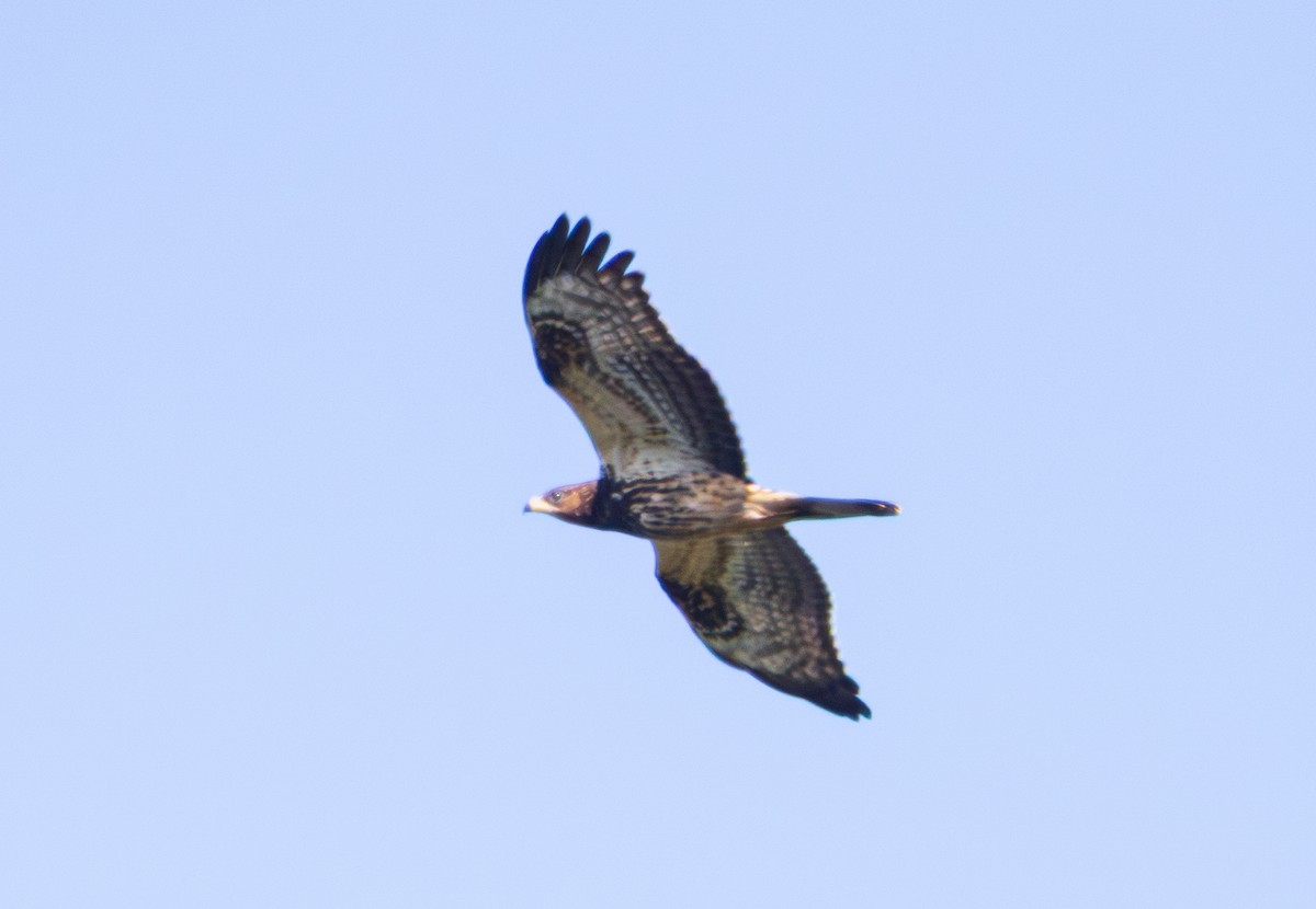 European Honey-buzzard - ML643964462