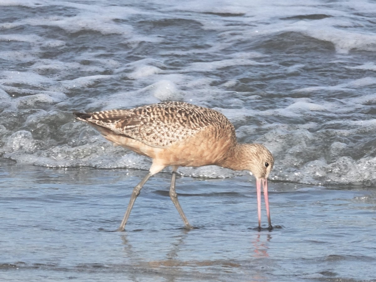 Marbled Godwit - ML643964463