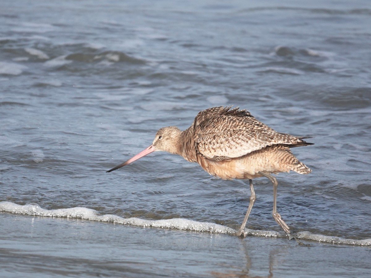 Marbled Godwit - ML643964464