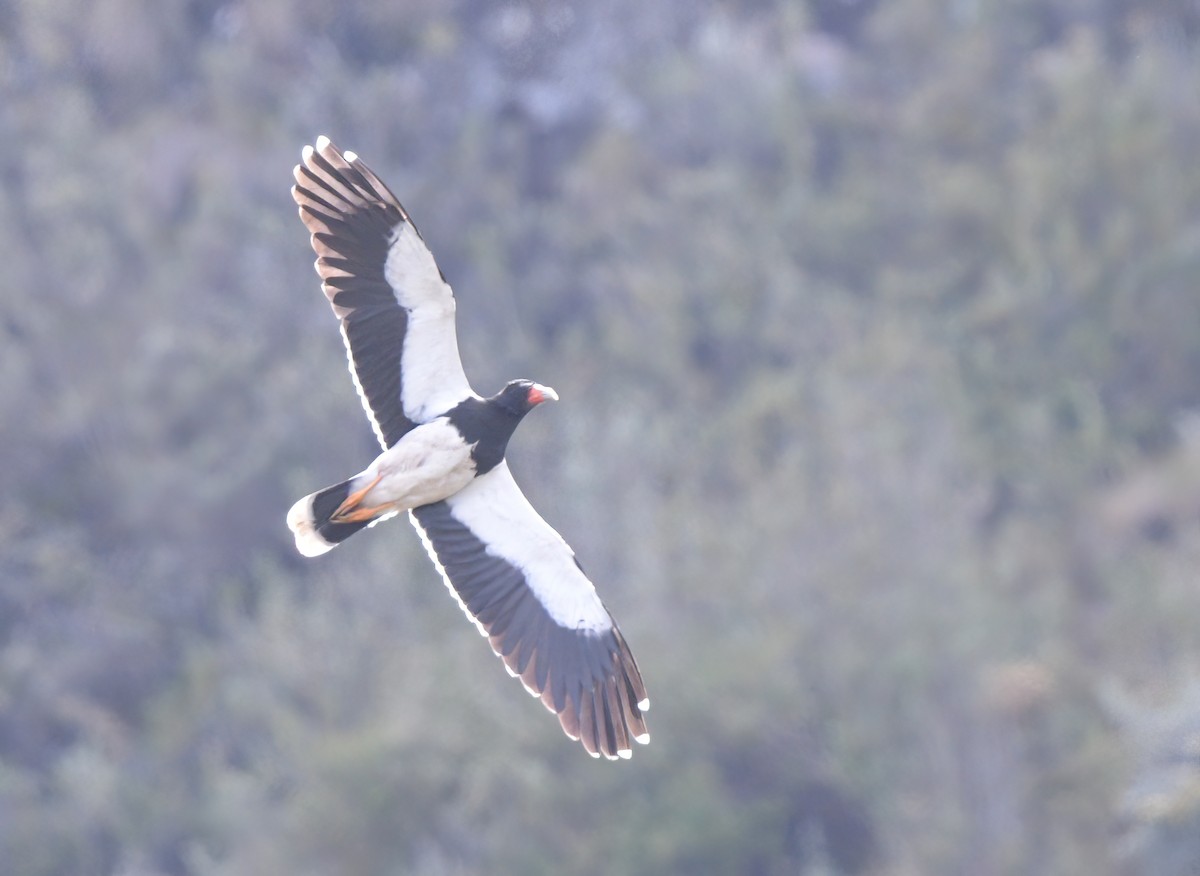 Mountain Caracara - ML643964465