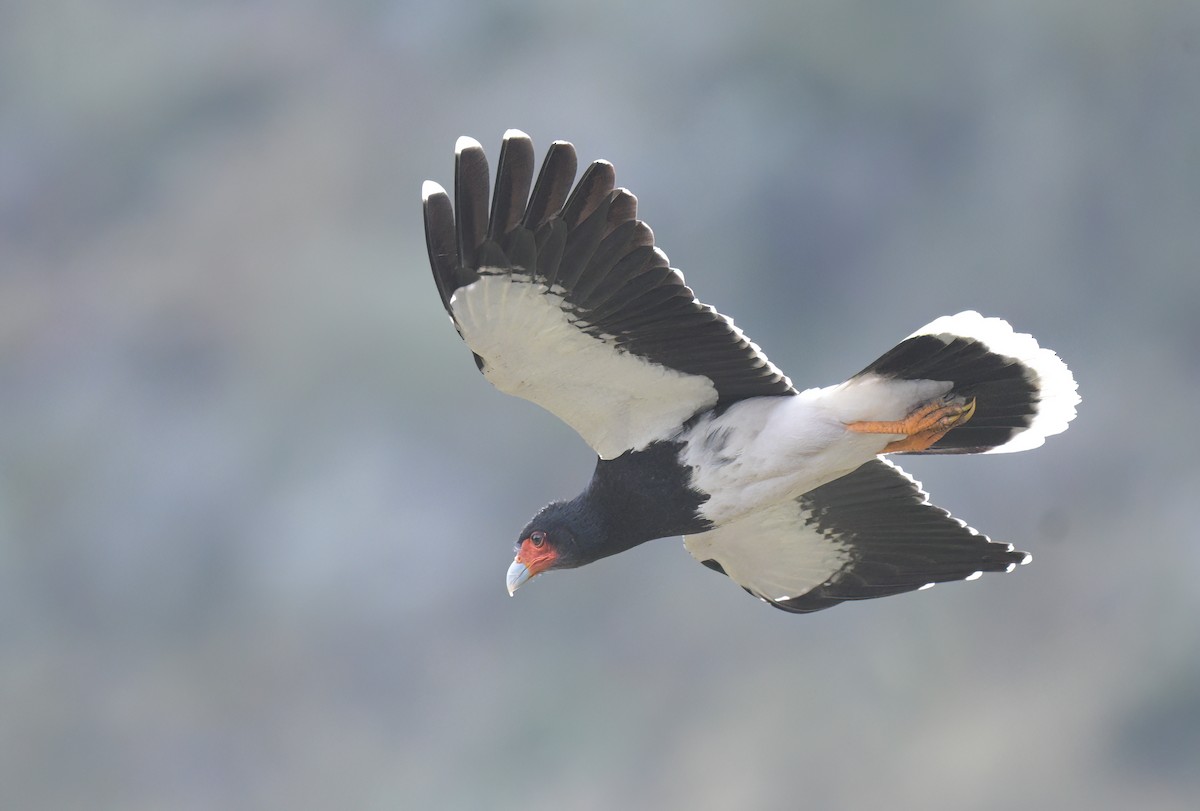 Mountain Caracara - ML643964466