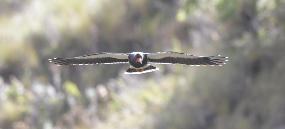Mountain Caracara - ML643964467